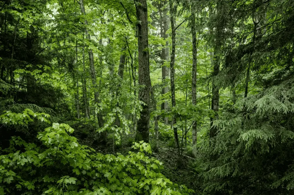 Image of a lush forest