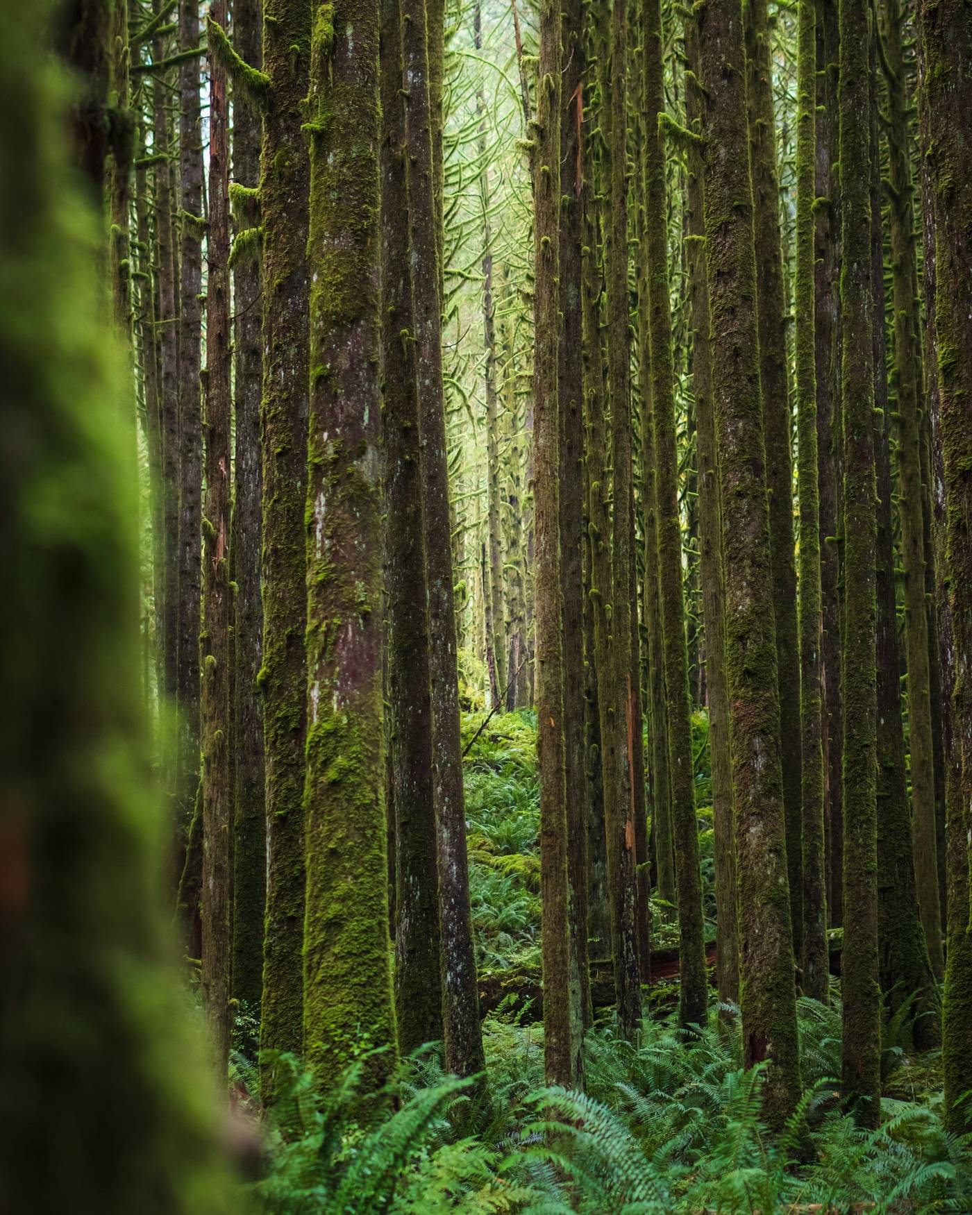 Mature forest with tall tree trunks and layered woodland depth.